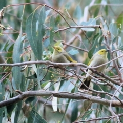 Ptilotula penicillata at Splitters Creek, NSW - 23 Jul 2022