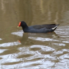 Gallinula tenebrosa (Dusky Moorhen) at Splitters Creek, NSW - 23 Jul 2022 by KylieWaldon