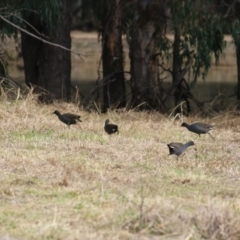 Gallinula tenebrosa at Splitters Creek, NSW - 23 Jul 2022 11:16 AM