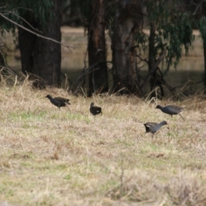 Gallinula tenebrosa at Splitters Creek, NSW - 23 Jul 2022 11:16 AM