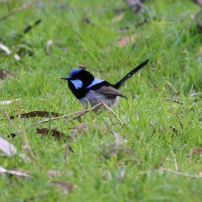 Malurus cyaneus (Superb Fairywren) at Wonga Wetlands - 23 Jul 2022 by KylieWaldon