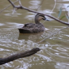 Anas superciliosa (Pacific Black Duck) at Albury - 23 Jul 2022 by KylieWaldon
