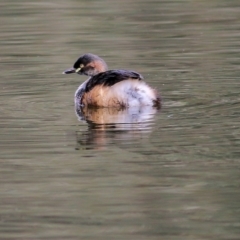 Tachybaptus novaehollandiae (Australasian Grebe) at Splitters Creek, NSW - 23 Jul 2022 by KylieWaldon