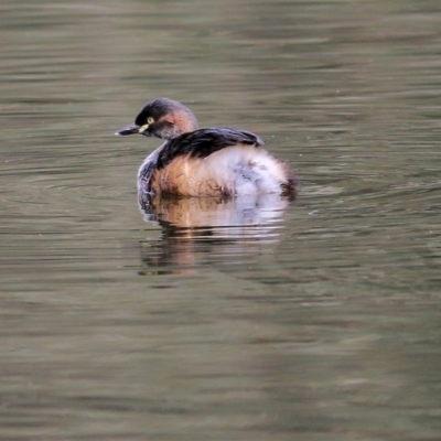 Tachybaptus novaehollandiae (Australasian Grebe) at Albury - 23 Jul 2022 by KylieWaldon