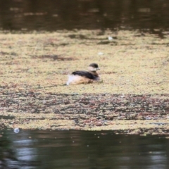 Tachybaptus novaehollandiae at Splitters Creek, NSW - 23 Jul 2022