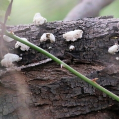 Unidentified Cap on a stem; gills below cap [mushrooms or mushroom-like] at Wonga Wetlands - 23 Jul 2022 by KylieWaldon