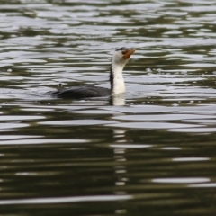 Microcarbo melanoleucos (Little Pied Cormorant) at Albury - 23 Jul 2022 by KylieWaldon