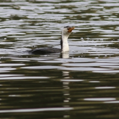 Microcarbo melanoleucos (Little Pied Cormorant) at Wonga Wetlands - 23 Jul 2022 by KylieWaldon
