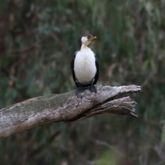 Microcarbo melanoleucos at Splitters Creek, NSW - 23 Jul 2022