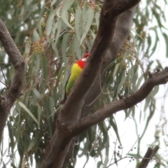 Platycercus eximius (Eastern Rosella) at Wonga Wetlands - 23 Jul 2022 by KylieWaldon