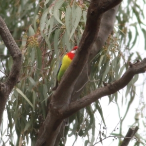 Platycercus eximius at Splitters Creek, NSW - 23 Jul 2022 10:56 AM