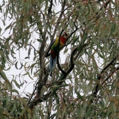 Platycercus eximius at Splitters Creek, NSW - 23 Jul 2022