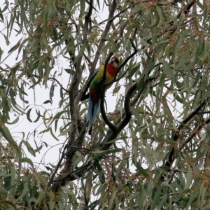 Platycercus eximius at Splitters Creek, NSW - 23 Jul 2022