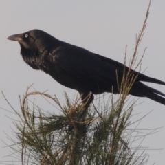 Corvus coronoides (Australian Raven) at Molonglo, ACT - 22 Mar 2022 by michaelb