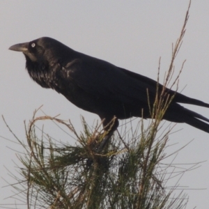 Corvus coronoides at Molonglo, ACT - 22 Mar 2022