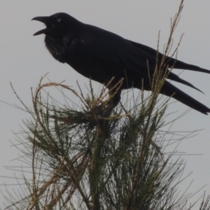 Corvus coronoides at Molonglo, ACT - 22 Mar 2022 05:43 PM