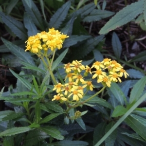 Senecio linearifolius at Merimbula, NSW - 18 Jul 2020