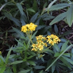 Senecio linearifolius at Merimbula, NSW - 18 Jul 2020