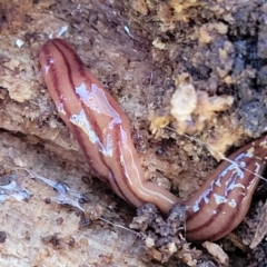 Anzoplana trilineata (A Flatworm) at Tumut, NSW - 24 Jul 2022 by trevorpreston