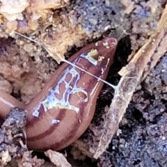 Anzoplana trilineata at Tumut, NSW - 24 Jul 2022 10:08 AM