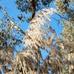 Phragmites australis (Common Reed) at Tumut, NSW - 24 Jul 2022 by trevorpreston