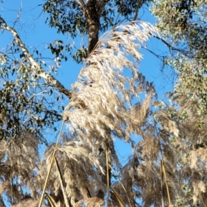 Phragmites australis at Tumut, NSW - 24 Jul 2022 10:21 AM