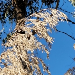 Phragmites australis at Tumut, NSW - 24 Jul 2022 10:21 AM