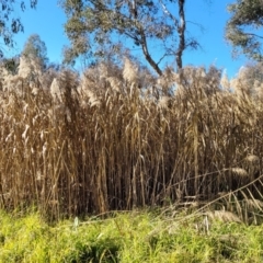 Phragmites australis at Tumut, NSW - 24 Jul 2022 10:21 AM