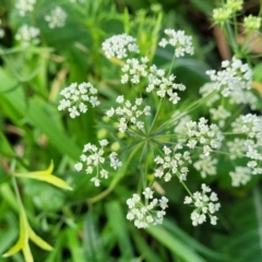 Ammi majus (Bishop's Weed) at Tumut, NSW - 24 Jul 2022 by trevorpreston