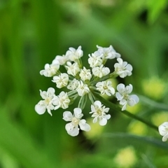 Ammi majus at suppressed - 24 Jul 2022