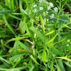 Ammi majus at suppressed - 24 Jul 2022