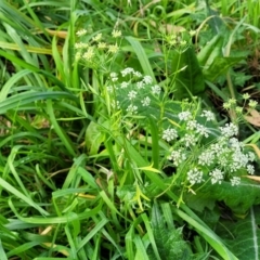 Ammi majus at suppressed - 24 Jul 2022