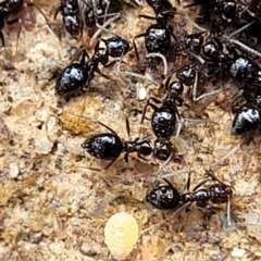 Technomyrmex sp. (genus) at Tumut, NSW - 24 Jul 2022 by trevorpreston