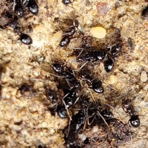 Technomyrmex sp. (genus) at Tumut, NSW - 24 Jul 2022