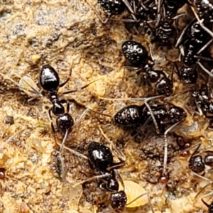 Technomyrmex sp. (genus) at Tumut, NSW - 24 Jul 2022