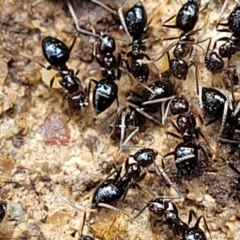 Technomyrmex sp. (genus) at Tumut, NSW - 24 Jul 2022