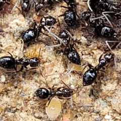 Technomyrmex sp. (genus) at Tumut, NSW - 24 Jul 2022