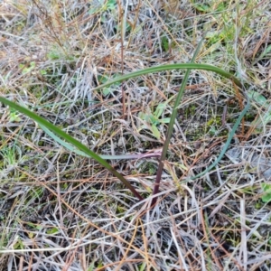 Thelymitra sp. at Isaacs, ACT - suppressed