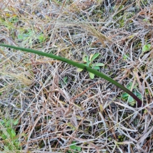 Thelymitra sp. at Isaacs, ACT - suppressed