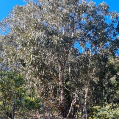 Eucalyptus globulus subsp. bicostata (Southern Blue Gum, Eurabbie) at Isaacs Ridge and Nearby - 24 Jul 2022 by Mike
