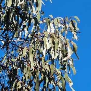 Eucalyptus globulus subsp. bicostata at Isaacs, ACT - 24 Jul 2022