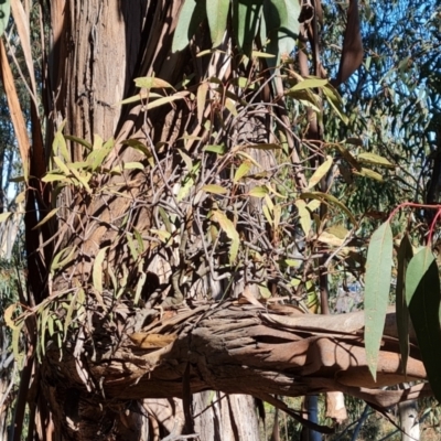 Muellerina eucalyptoides (Creeping Mistletoe) at Isaacs Ridge - 24 Jul 2022 by Mike