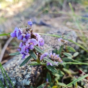 Hovea heterophylla at Isaacs, ACT - 24 Jul 2022