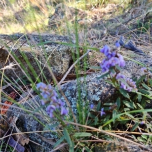 Hovea heterophylla at Isaacs, ACT - 24 Jul 2022