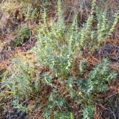 Melichrus urceolatus (Urn Heath) at Isaacs, ACT - 24 Jul 2022 by Mike