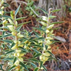 Melichrus urceolatus at Isaacs, ACT - 24 Jul 2022