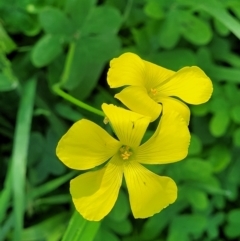 Oxalis pes-caprae (Soursob) at Tumut, NSW - 24 Jul 2022 by trevorpreston