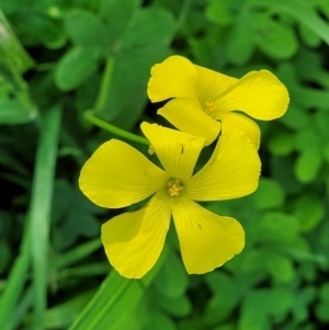 Oxalis pes-caprae at Tumut, NSW - 24 Jul 2022 12:24 PM