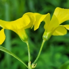 Oxalis pes-caprae at Tumut, NSW - 24 Jul 2022