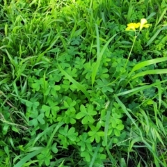 Oxalis pes-caprae at Tumut, NSW - 24 Jul 2022